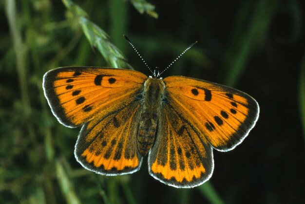 Large Lycaena dispar du cuivre