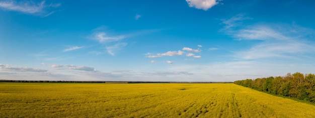 Large panorama de champ de colza contre un ciel bleu clair le soir. Photo de drone de fleurs en fleurs jaunes