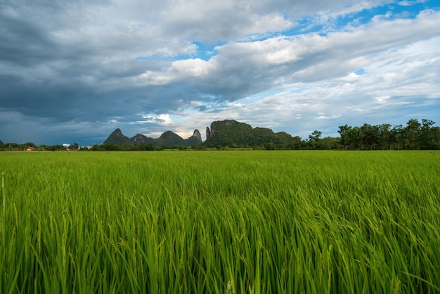 Larges rizières vertes et ciel bleu.