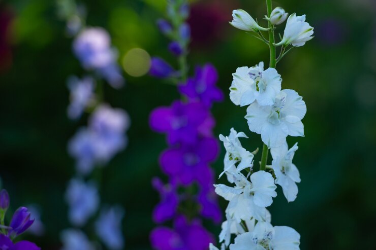 Larkspur delphinium consolida rocket libre de fleurs sauvages bleu et violet