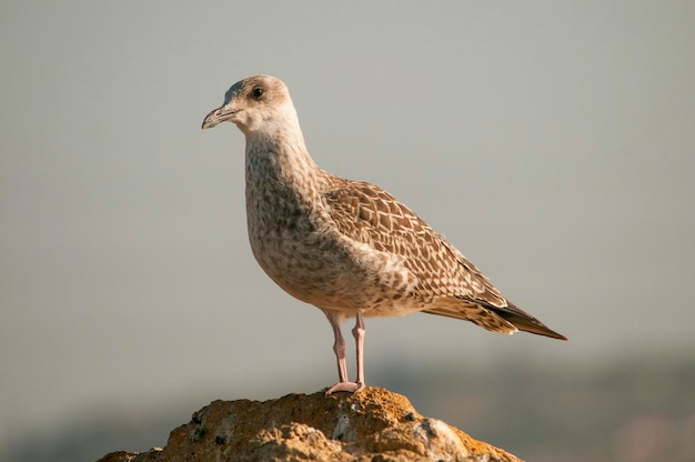 Larus fuscus - Le goéland de l'ombre est une espèce d'oiseau Charadriiform de la famille des Laridae.