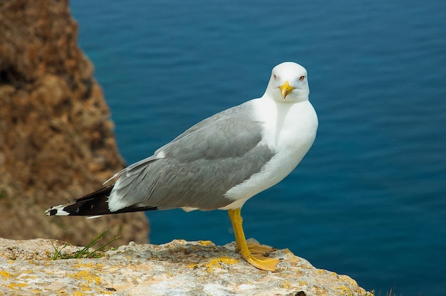 Larus fuscus