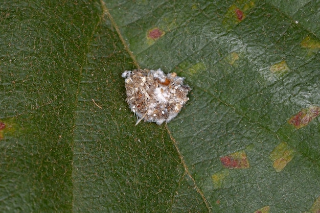 Larve de chrysope verte de la famille des Chrysopidae