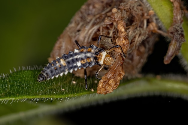 Larve de coccinelle à points noirs du genre Eriopis