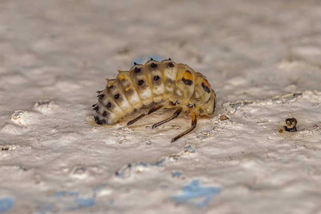 Larve de coccinelle à points noirs du genre Eriopis