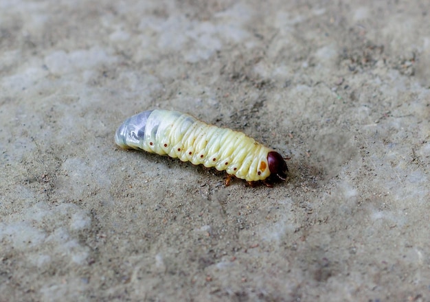 La larve du coléoptère de mai rampe sur le sol Maggot pour appâts de pêche hanneton