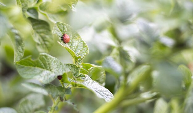 La larve du doryphore sur les feuilles de pomme de terre détruit les plants de pomme de terre et cause de gros dégâts aux fermes Mise au point sélective Leptinotarsa decemlineata sur une feuille Ravageur dangereux pour l'agriculture