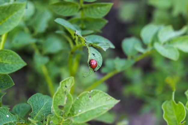 La larve du doryphore de la pomme de terre est assise sur les feuilles d'une pomme de terre et la mange