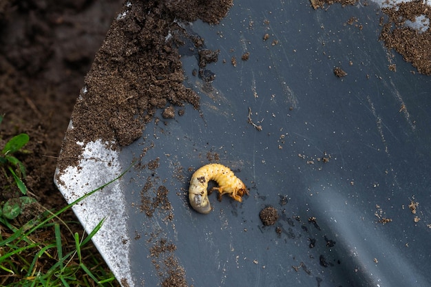 Larve du ravageur souterrain de la courtilière du potager Gros plan sur le terrain