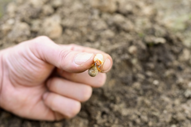 La larve du scarabée ou punaise du cockchafer dans la main de l'homme au printemps dans le jardin