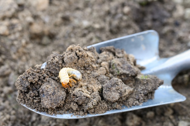 Photo la larve du scarabée ou punaise du hanneton creusée dans le sol sur une pelle au printemps dans le jardin