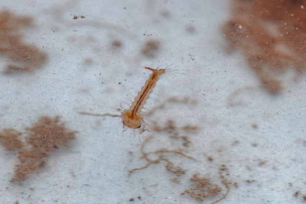 Larve d'insecte de moustique culiciné