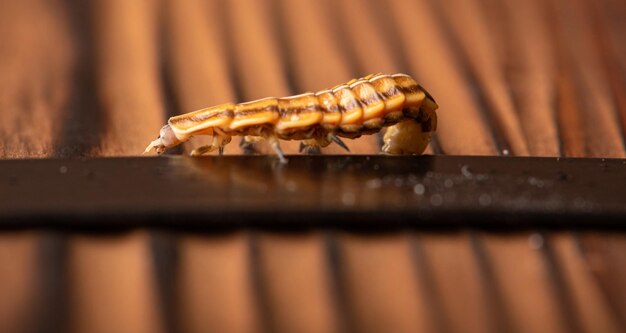 Larve de luciole petite larve de luciole photographiée avec un objectif macro sur une surface en bois rustique mise au point sélective