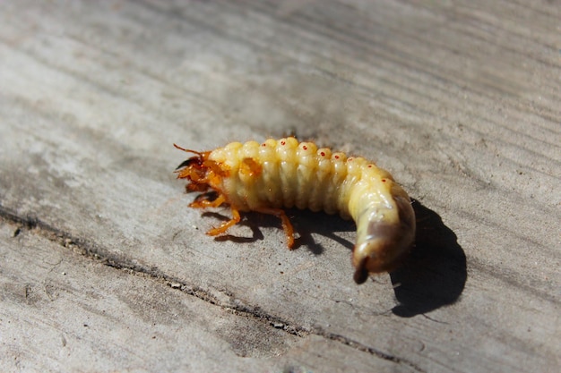 larve de maybug posée sur la surface en bois