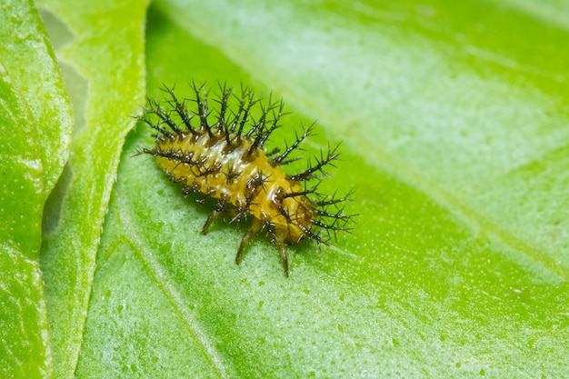 Larve de teigne sur feuille verte, Macro