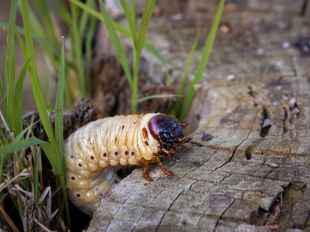 Larves de charançon rouge. Le charançon rouge (Rhynchophorus ferrugineus) est une espèce de coléoptère.