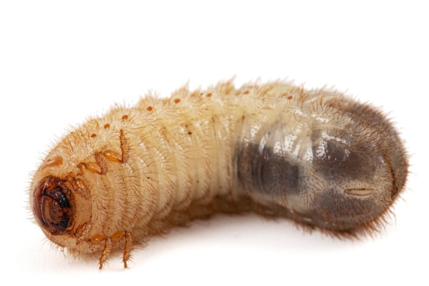 Les larves de coléoptères peuvent lat Melolontha Phyllophaga isolé sur fond blanc