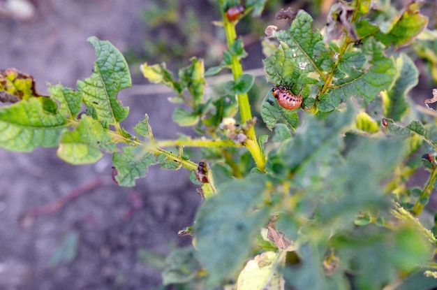 Photo les larves du coléoptère de colorado se nourrissent de feuilles de jeunes pommes de terre.