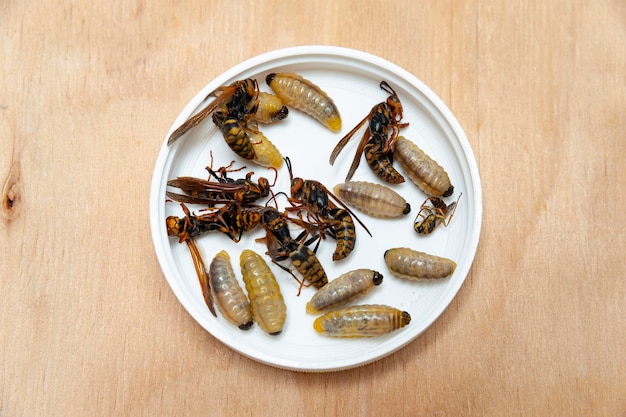 Larves et guêpes mortes connues sous le nom de frelon géant asiatique à l'intérieur d'un récipient circulaire blanc sur une table en bois