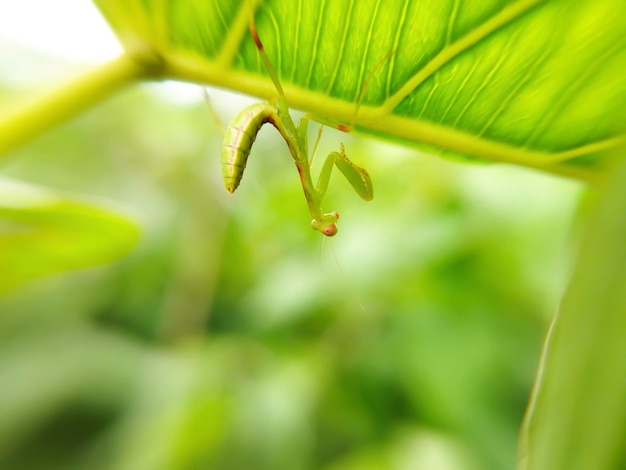 Larves de mante religieuse sur les plantes Photo macro animale