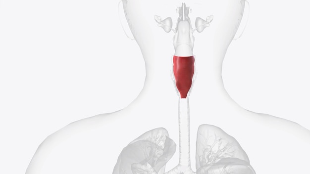 Photo le laryngopharynx est la partie la plus distale du pharynx reliant l'oropharynx à l'œsophage.