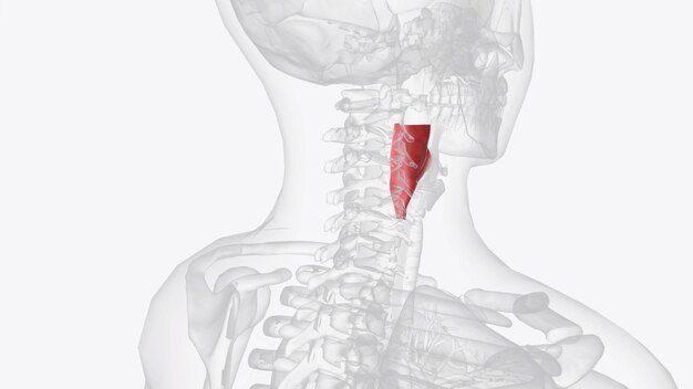 Photo le laryngopharynx est la partie la plus distale du pharynx reliant l'oropharynx à l'œsophage.