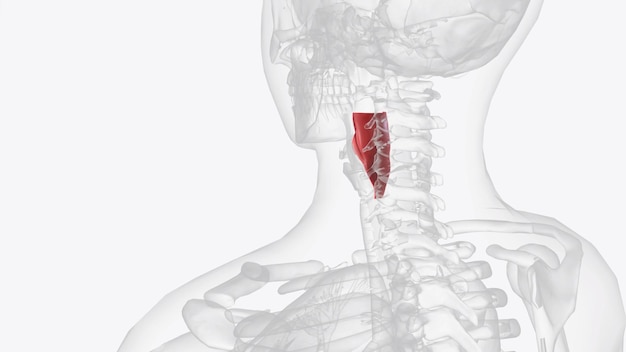 Photo le laryngopharynx est la partie la plus distale du pharynx reliant l'oropharynx à l'œsophage.