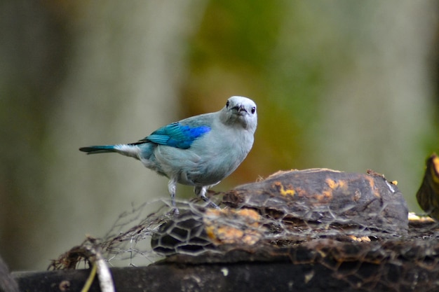 Photo las aves