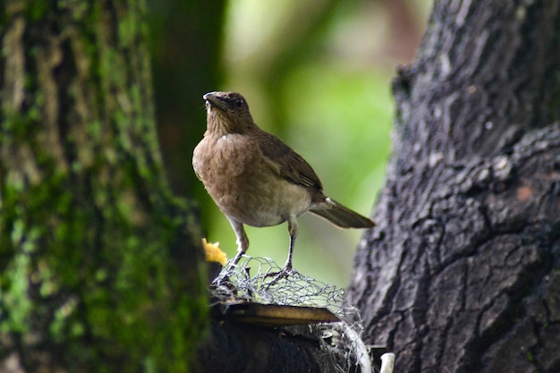 Photo las aves