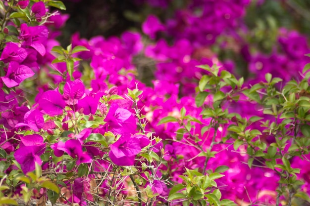 las plantas y el medio ambiente