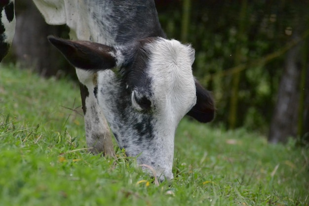 Photo las vacas