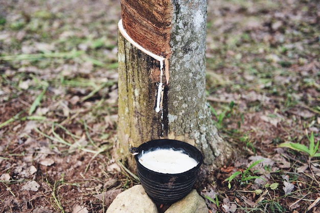 Latex de caoutchouc dans un bol extrait de l'agriculture de plantation d'hévéa pour latex naturel