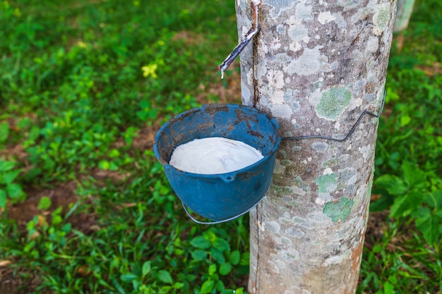 Latex de caoutchouc naturel issu d'hévéas