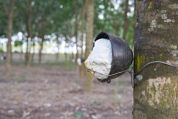 Photo latex collecté sur un arbre en caoutchouc blessé