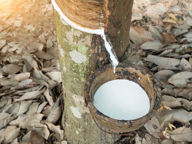 Latex laiteux extrait de l&#39;hévéa, Hevea Brasiliensis.