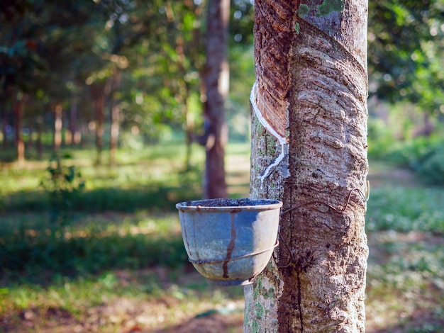 Le latex naturel de l'arbre à caoutchouc dans la forêt de plantationLe latex naturel s'écoule dans le bol en caoutchauc