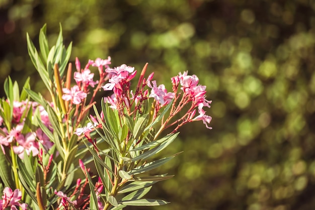 Laurier-rose en fleurs