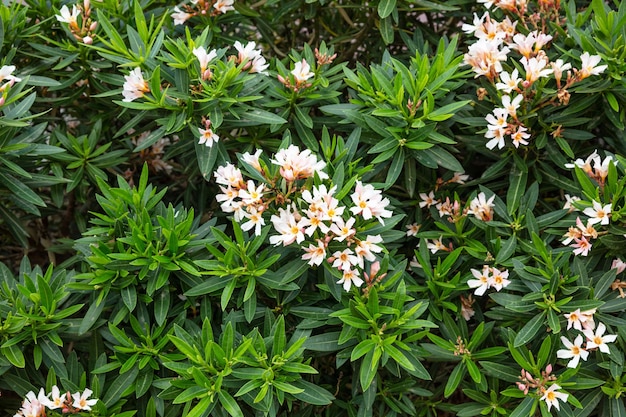 Lauriers roses bloomimg avec des feuilles vert vif