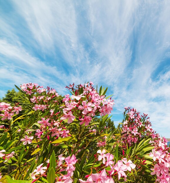 Lauriers roses sous un ciel bleu en Sardaigne