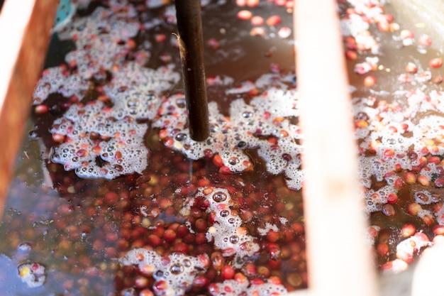 Lavage de cerises de café biologiques rouges dans le traitement du café