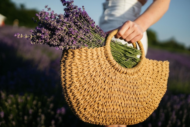 Lavande dans un panier Panier avec des fleurs de lavande Panier en osier de fleurs de lavande fraîchement coupées un champ de buissons de lavande Le concept de spa aromathérapie cosmétologie Soft selective focus