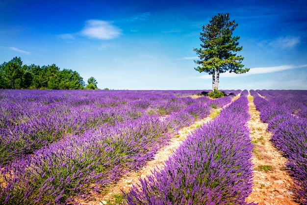 LAVANDE DANS LE SUD DE LA FRANCE