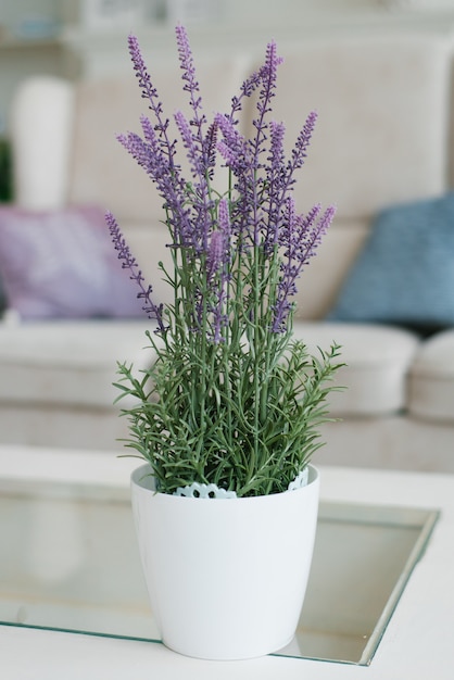 Lavande dans un vase décoratif blanc à l'intérieur du salon ou de la chambre