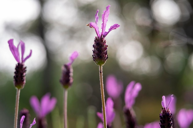 Lavande espagnole ou Cantueso Lavandula stoechas Lavandula luisieri espagnol français Lavande Lavandula stoechas