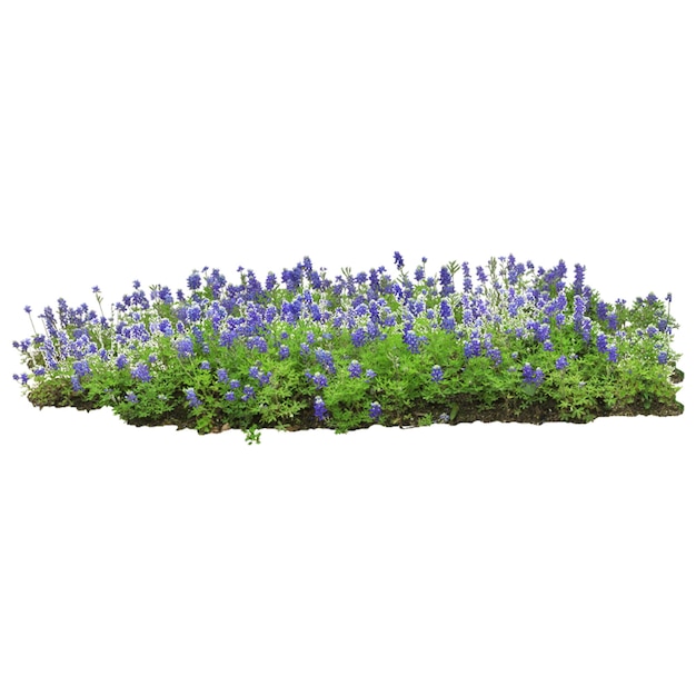 La lavande est une plante à fleurs de la famille de la menthe qui est facilement identifiable par son doux parfum floral.