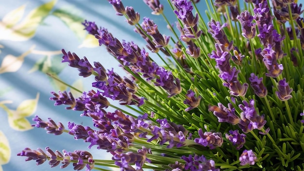 La lavande est une plante violette à fleurs magnifiques, la lavandule angustifolia la lavandula angustifolea