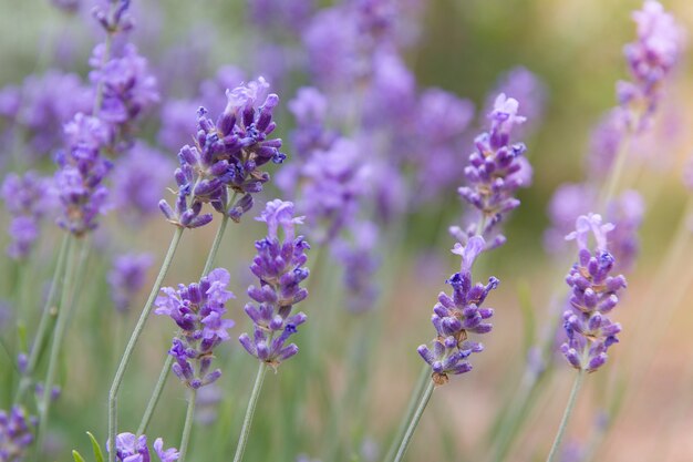 Lavande en fleurs dans un champ avec la lumière du soleil. Fond de lavande d'été. Mise au point variable