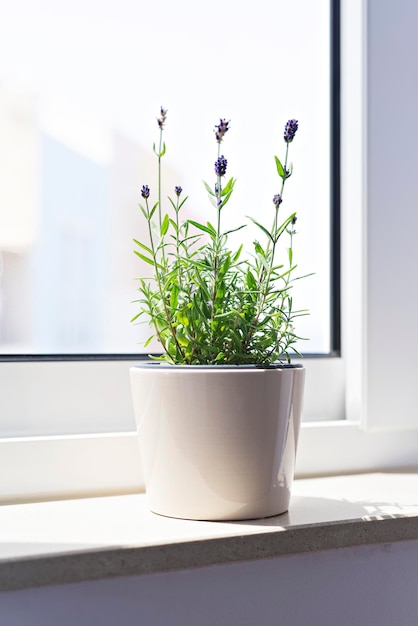 Lavande en fleurs dans un pot de fleurs blanches sur un rebord de fenêtre au soleil