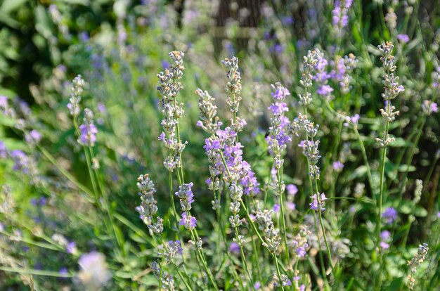 la lavande en fleurs est le nectar que les abeilles récoltent