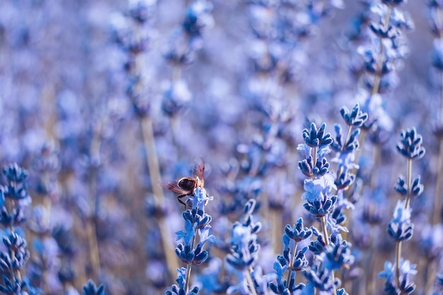 Lavande en fleurs pollinisée par des abeilles dans un champ au coucher du soleil provence france gros plan mise au point sélective